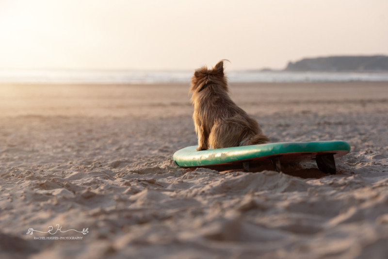 dog24-800x534.jpeg