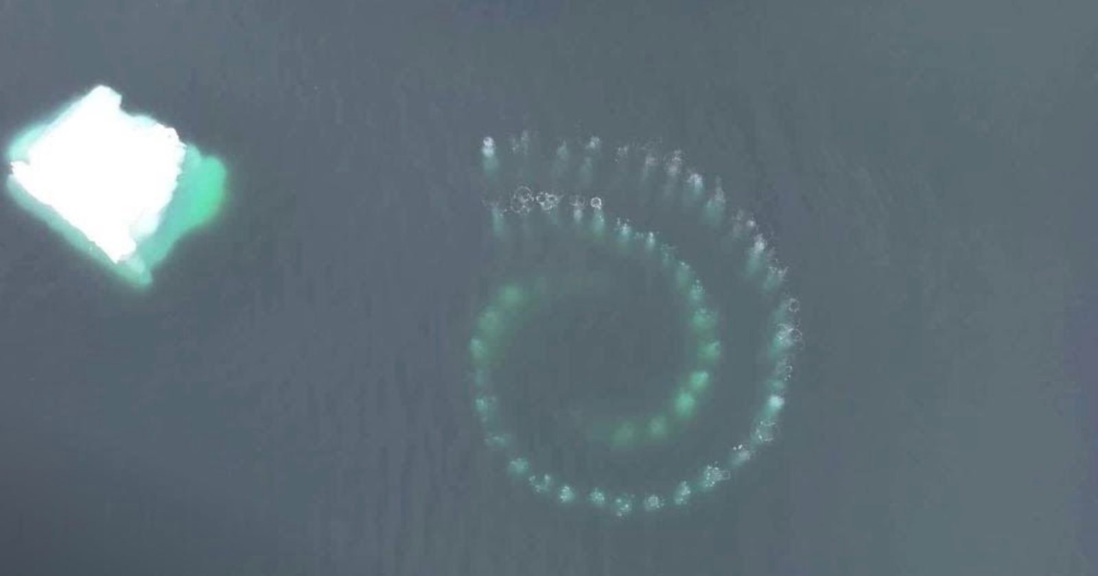 whales hunting spiral