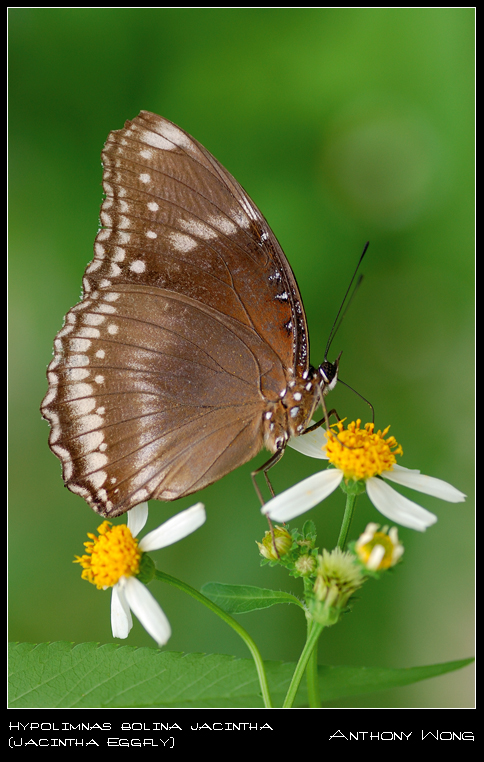 Jacintha_Eggfly_021108_by_inckurei.jpg