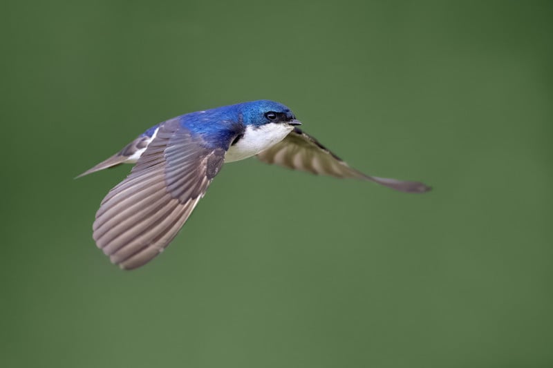 Tree-Swallow-800x533.jpg