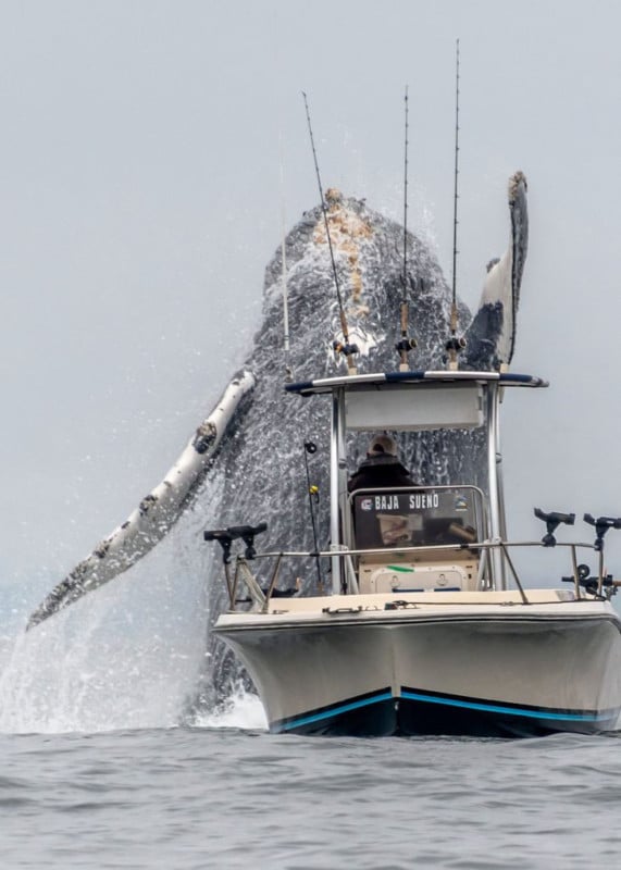 whalebreachboat2-571x800.jpg