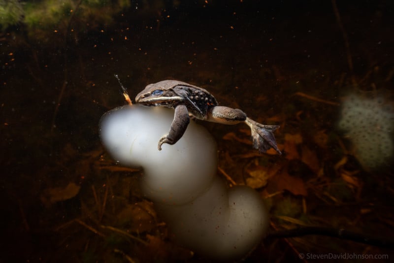 underwater-macro-photography-petapixel-14-800x534.jpg