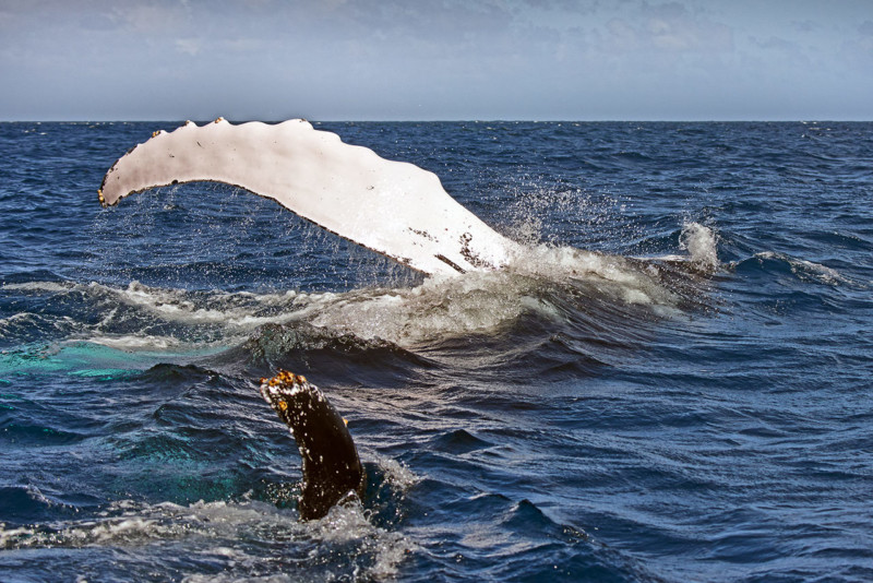 2015-surface-fin-slap-800x534.jpeg
