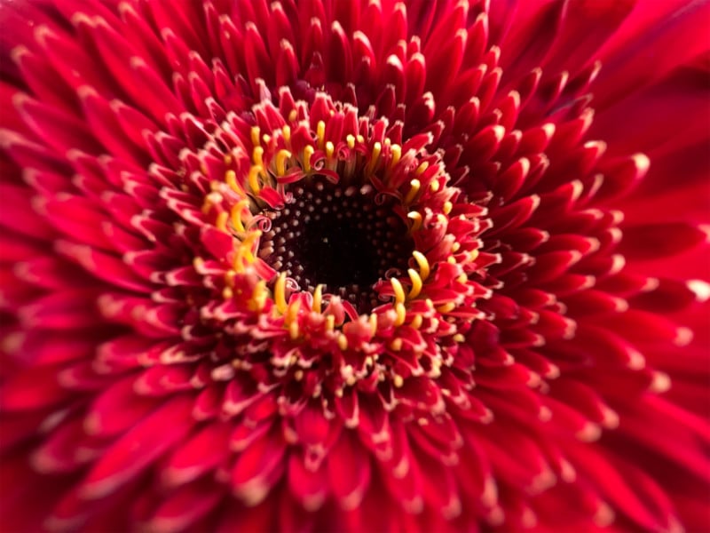 Apple_iPhone-13-Pro_Red-Flower_09142021-800x600.jpg