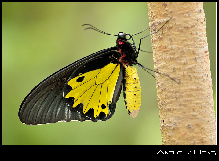 Common_Birdwing_4_011008_by_inckurei.jpg