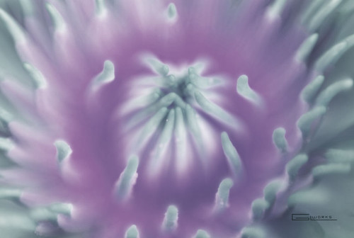 2738979274_08b633012f.jpg
