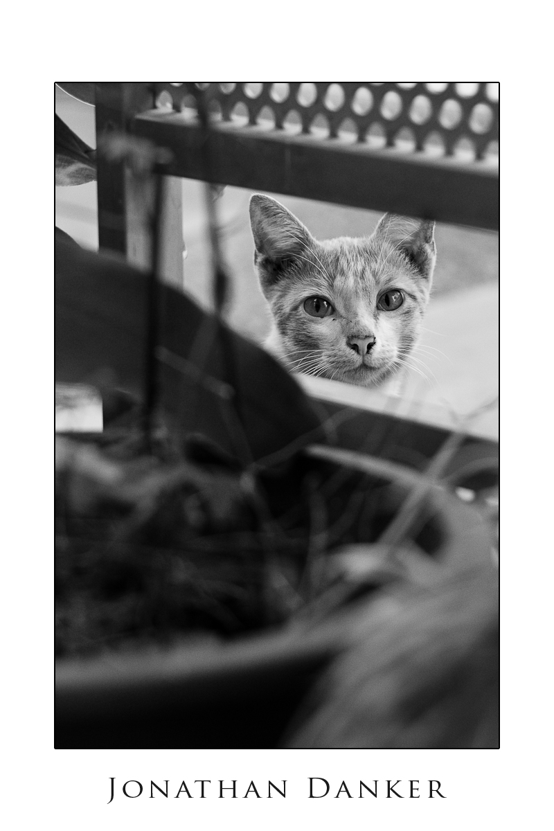 Peering_through_I_see_you_by_Draken413o.jpg