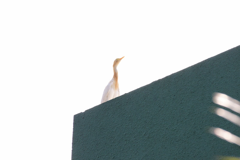 DSC00456.JPG