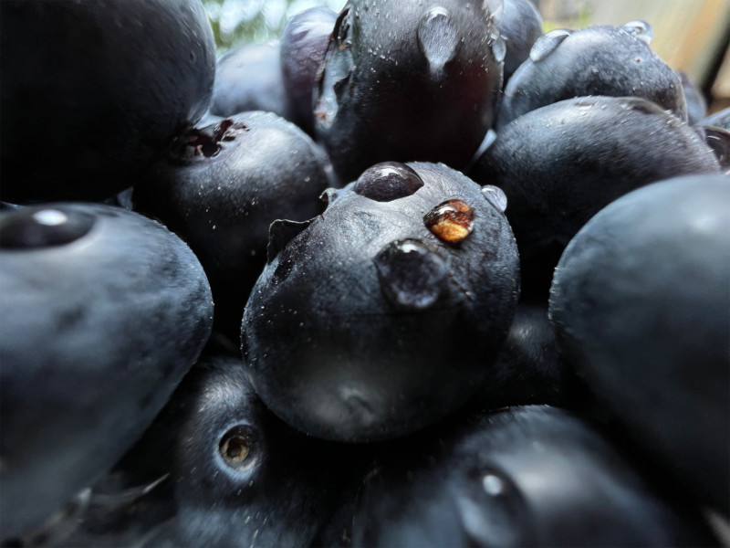 Apple_iPhone-13-Pro_Blueberries_09142021-800x600.jpg