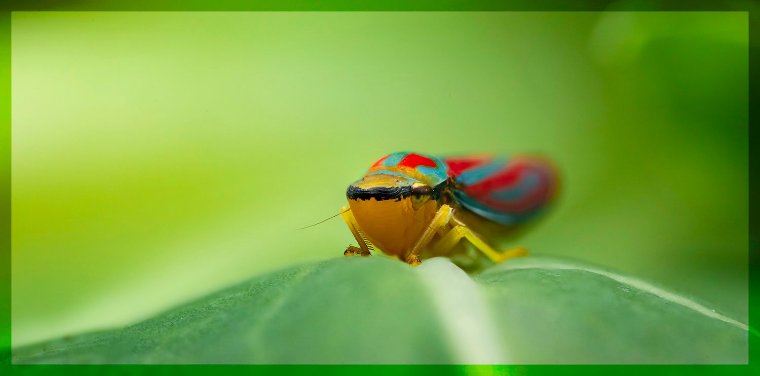 focusstack2.jpg