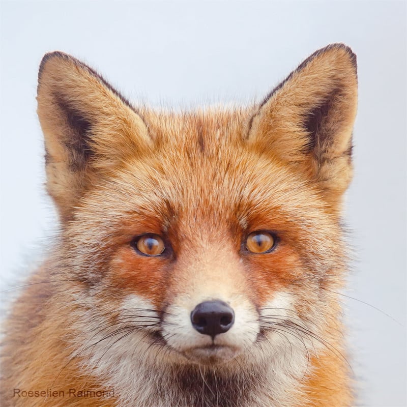 A portrait of a fox