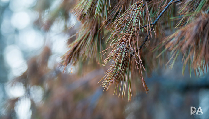 Versatile and Affordable: A Review of the Tamron 70-300mm f/4.5-6.3 Di III RXD Lens