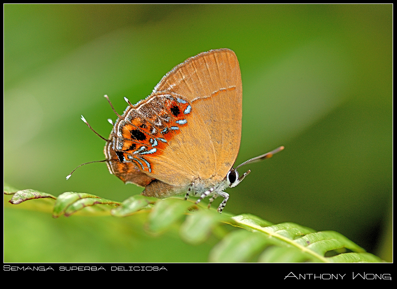 Super_Delicious_3_030608_by_inckurei.jpg