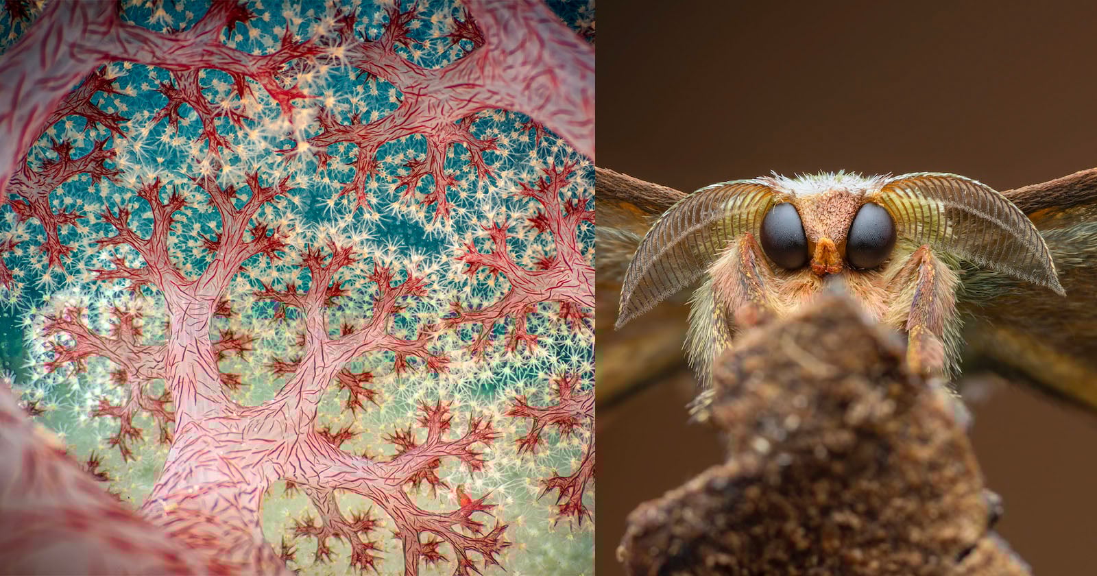 Close-up image split in half: left side shows a colorful, microscopic view of branching neurons; right side shows a detailed close-up of a moth’s face with large eyes and feathery antennae.