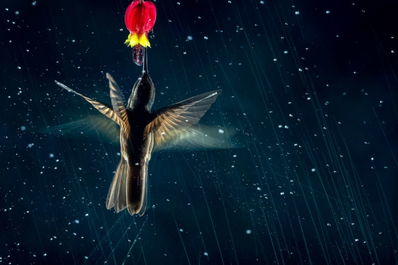 web-BIRDSINFLIGHT-SILVER-NicolasReusens-800x533.jpg