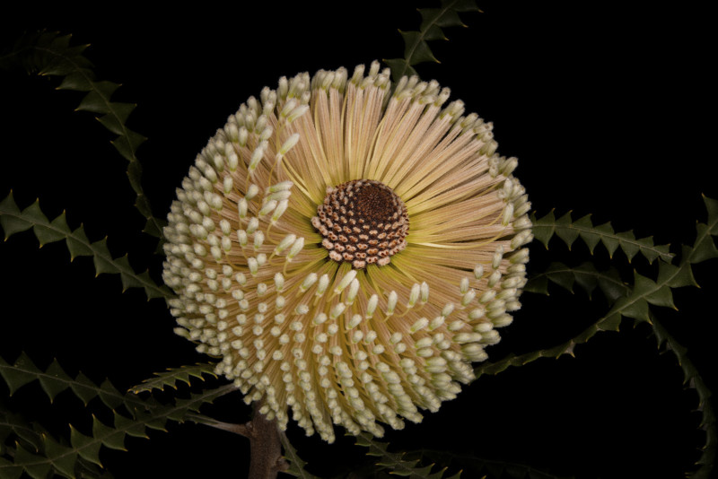 Banksia-speciosa-300-dpi-David-Leaser-800x534.jpg