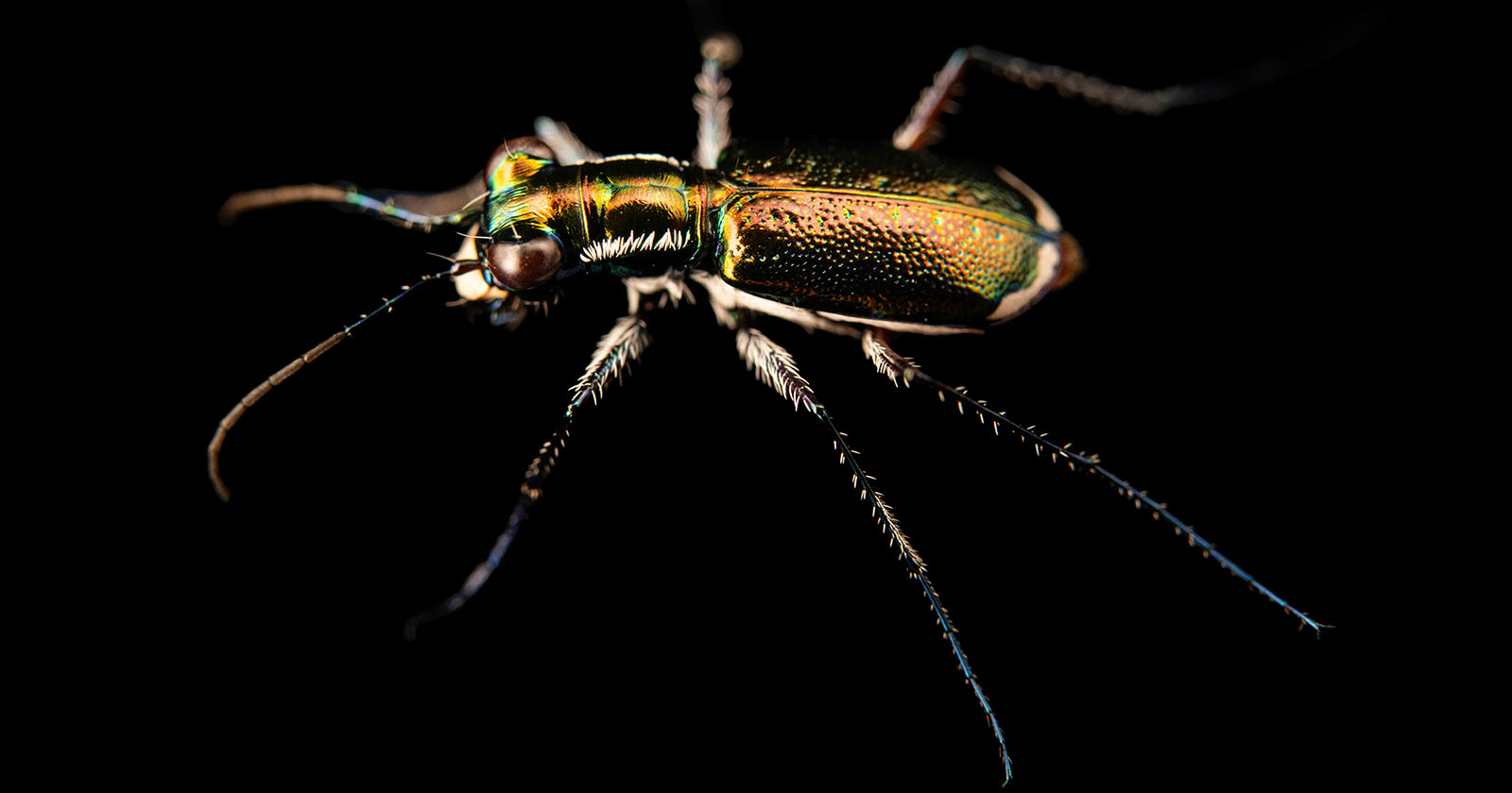 Joel Sartore's National Geographic Photo Ark reaches 15,000 species