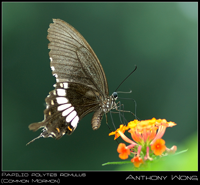 Common_Mormon_2_270708_by_inckurei.jpg