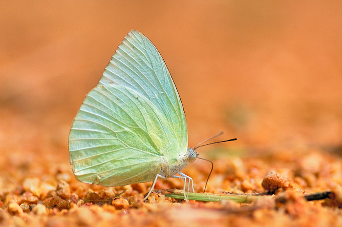 Mottled_Emigrant_081108_by_inckurei.jpg