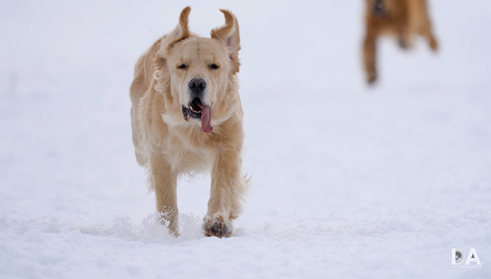 A Review of the Sony FE 200-600mm f/5.6-6.3 G OSS Lens