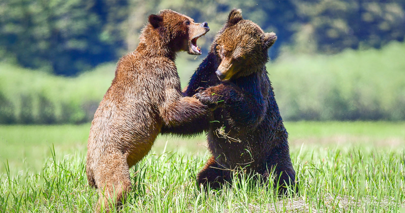 bears fighting