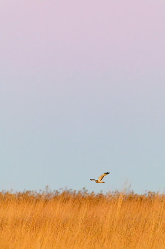 ray-hennessy-northern-harriers_007-532x800.jpg
