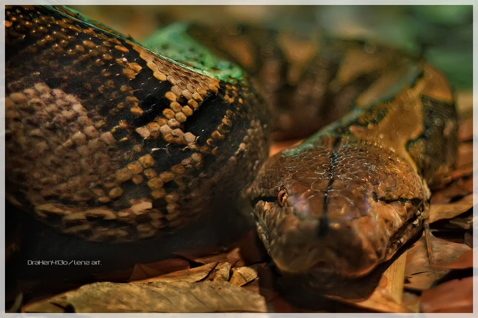 Python_by_Draken413o.jpg