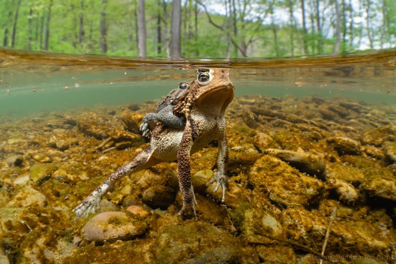 underwater-macro-photography-petapixel-26-800x533.jpg