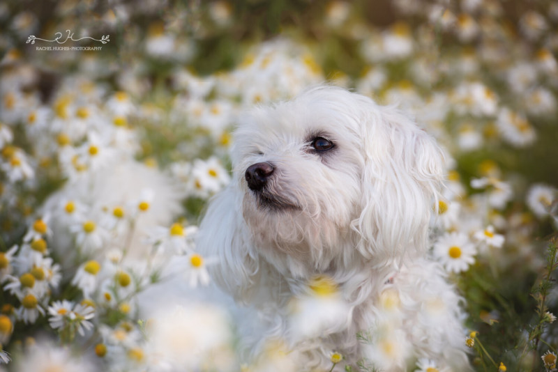 dog12-800x534.jpeg