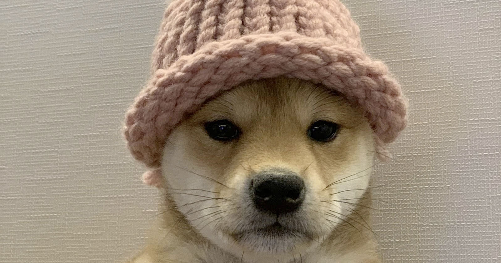 A dog with a pink knit hat.