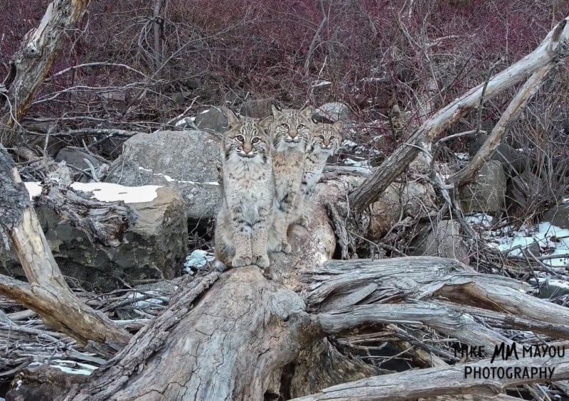 threebobcats-800x564.jpg