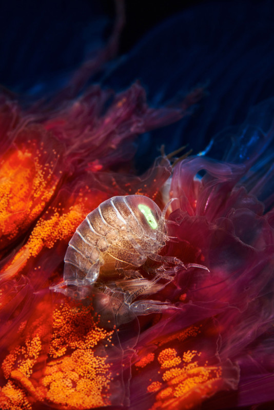 Hyperia-galba-full-534x800.jpg