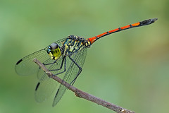4010988030_e8959e2806_m.jpg