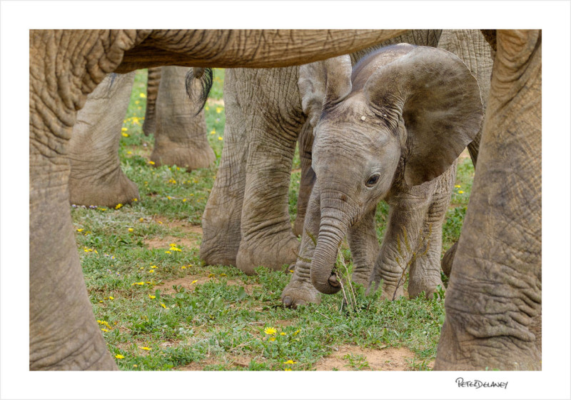 Banyelephantframe-800x560.jpg