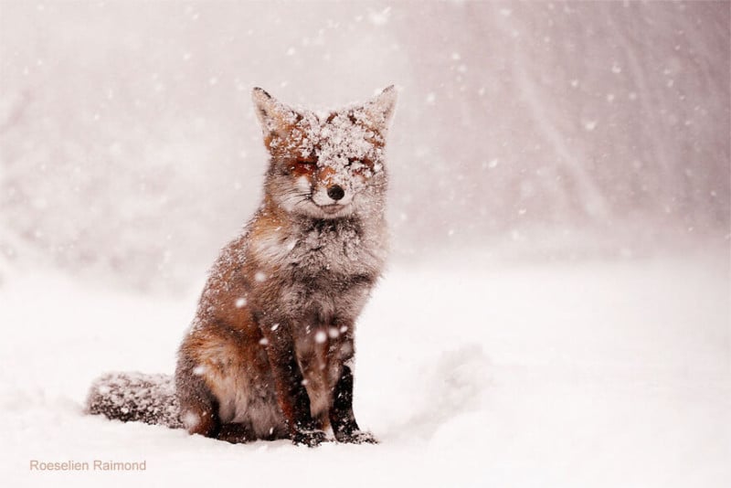 fairytale_fox-61b8867463732__880-800x534.jpeg
