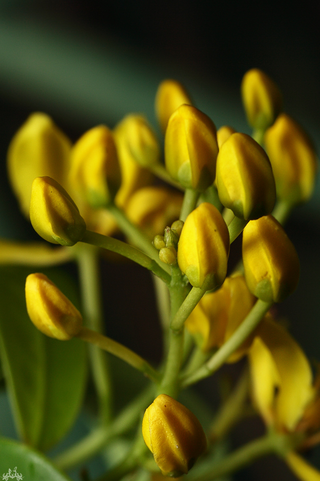 yellohello_by_Draken413o.jpg