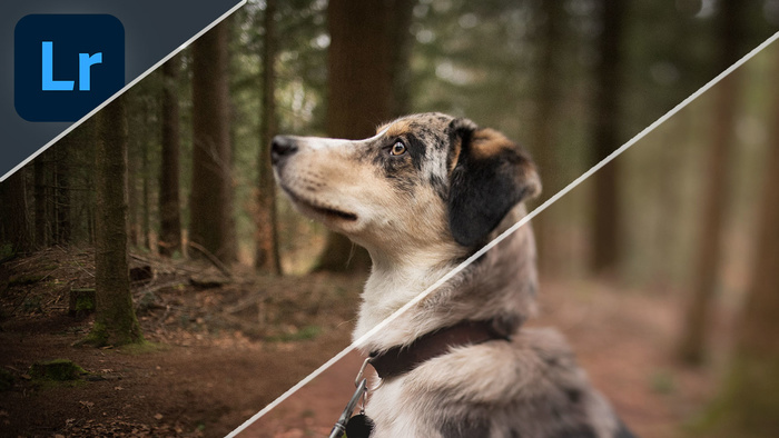 Add a Vintage Look to Your Photos Using Lightroom