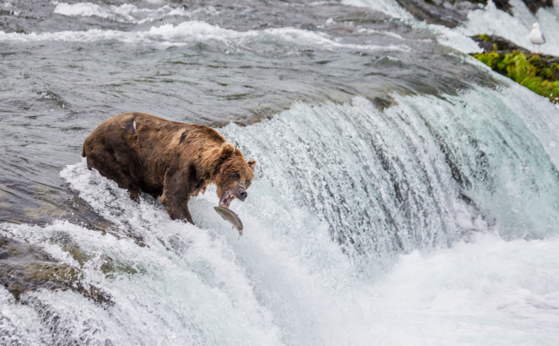 bearfeedingbrooksfalls-800x495.jpg