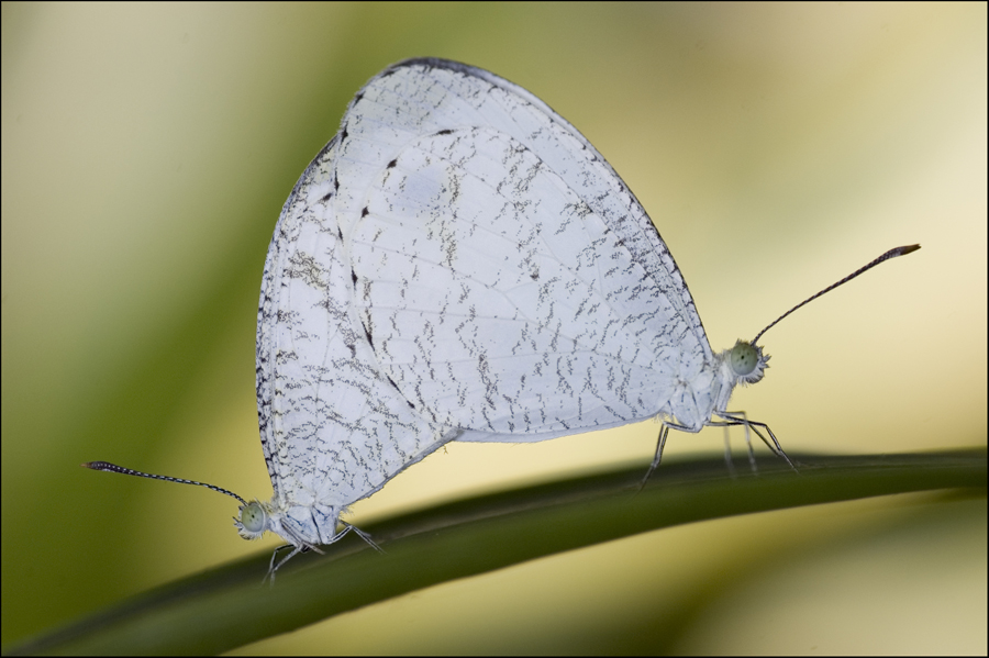AHBT_Butterflies_281207_II_by_log1t3ch.jpg