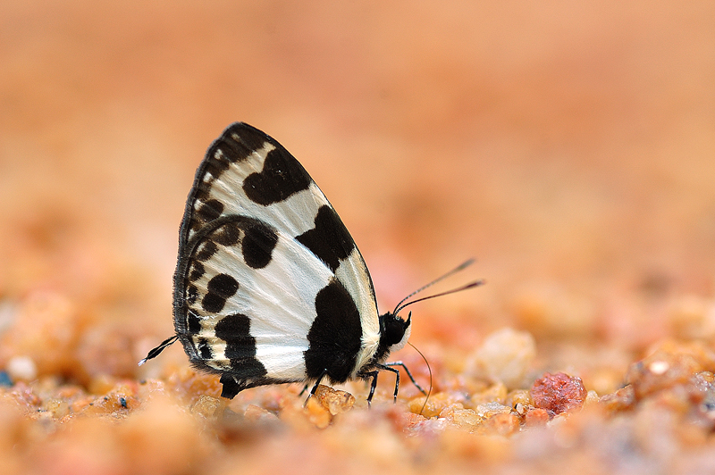Elbowed_Pierrot_270508_by_inckurei.jpg