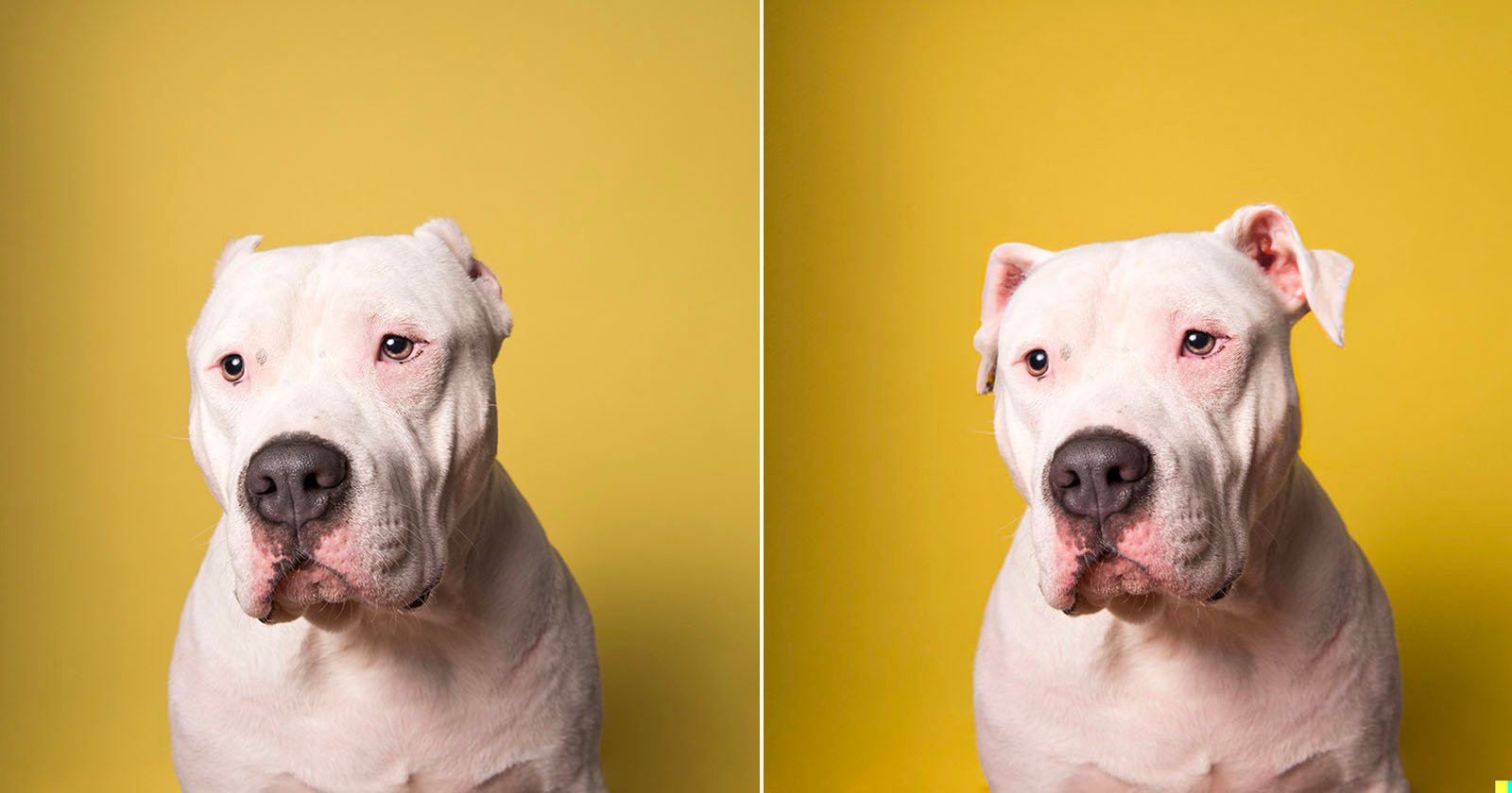 A dog with cropped ears