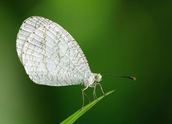 psyche_241010_1_by_liyana_zolpakar-d31f5g4.jpg