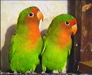 love%2Bbirds04.BMP