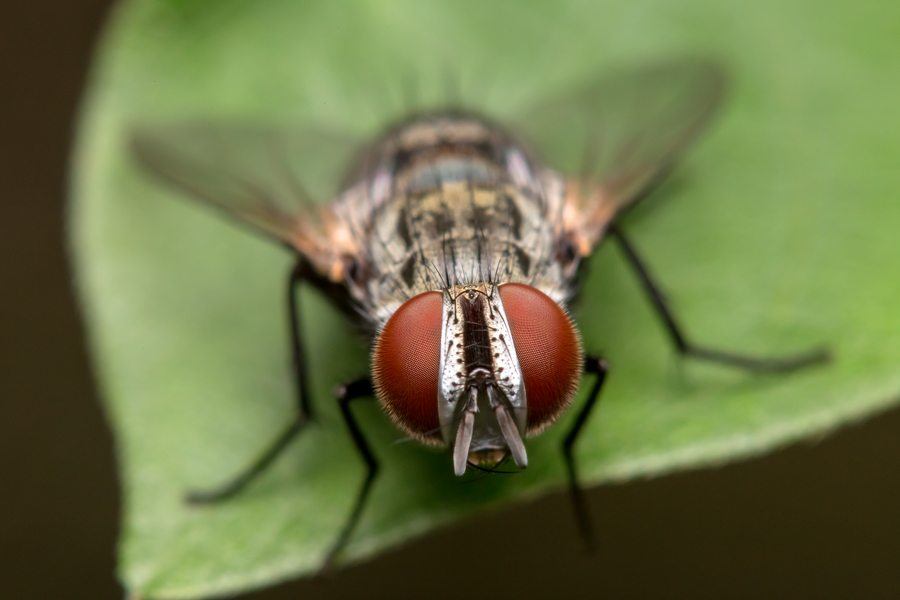 eyefly.jpg