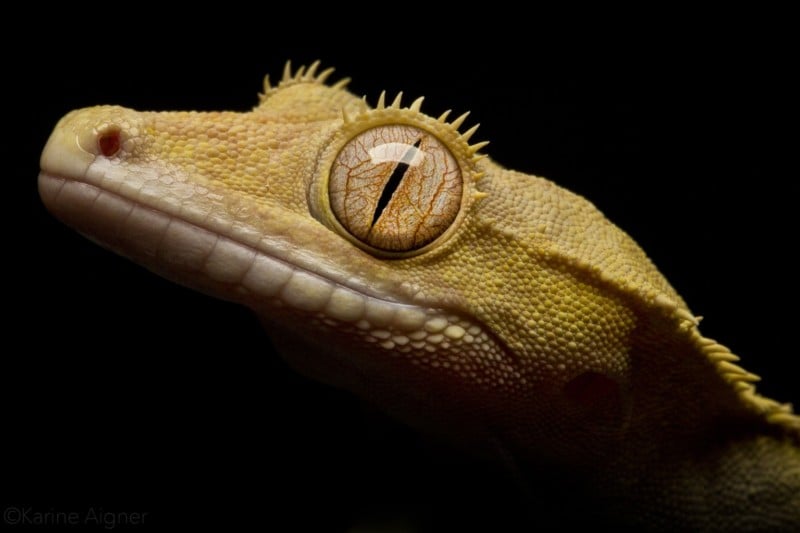lizard-800x533.jpg