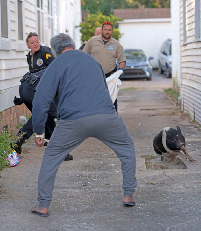 policechasingrunawaypig-8-695x800.jpg