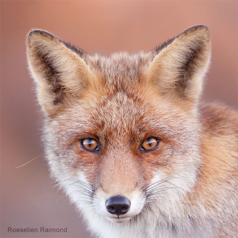 A portrait of a fox