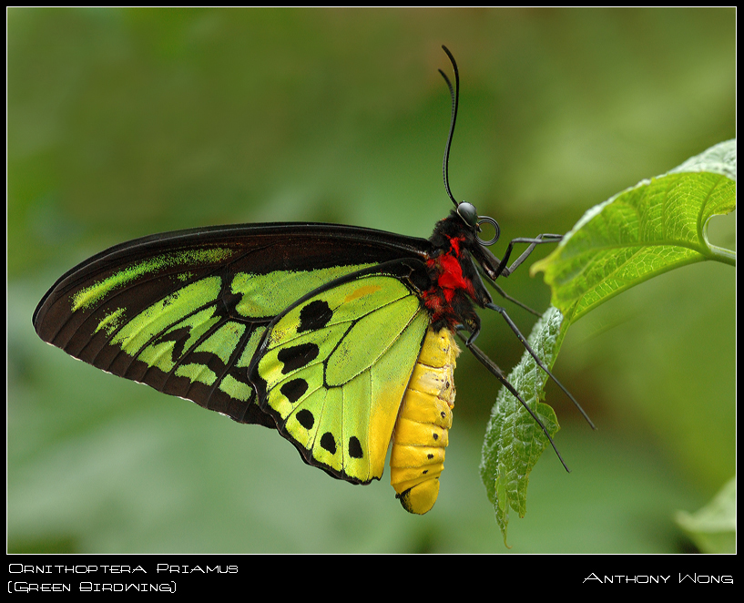 Ornithoptera_priamus_4_011008_by_inckurei.jpg