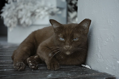 DSC_8090.jpg