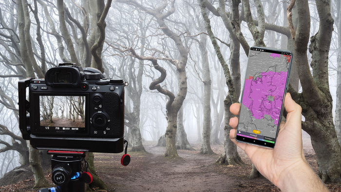 How to Predict the Most Important Factor for Incredible Forest Photography